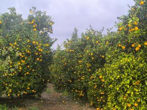 Villa Best Holiday- breathtaking sea views, amazing garden, private pool, BBQ, next to CORAL BAY, Lower Peyia, Paphos