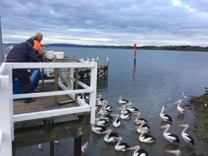 Pelicans Motel San Remo