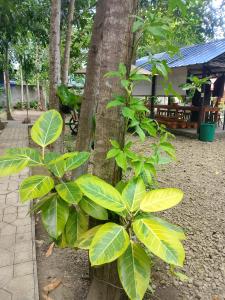 Leopoldos kampsite and sports cafe