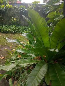 Leopoldos kampsite and sports cafe