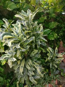 Leopoldos kampsite and sports cafe