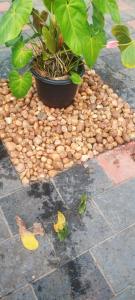 Marari sibiya beach villa