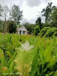 Moksu Garden Tiny House jerteh
