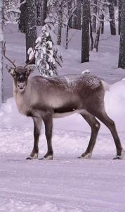 Entire home in Muodoslompolo