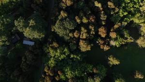 Cabañas en medio del bosque