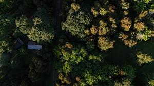 Cabañas en medio del bosque