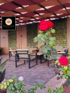 Rum Dreamland luxury camp