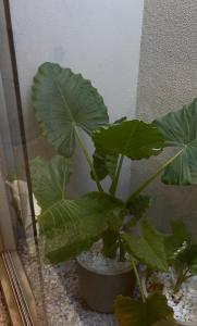 Pousada Maré do Francês