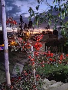 Glamping Colina Campestre Domo