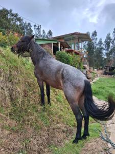 Glamping Colina Campestre Domo