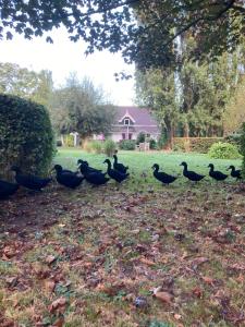 Appartementen Elzentuin