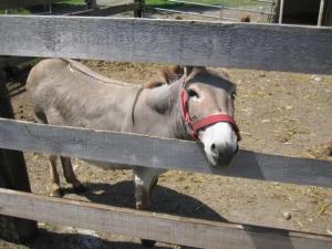 Apartment Bauernhaus Bleiche by Interhome