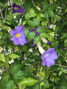 Mini Studio Villaggio juquehy