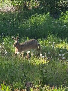 Mini cabaña acogedora en entorno natural