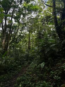 Cozy Studio with private tropical forest