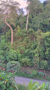 Mountain View Hostel - Krabi Airport near Wat ThamSuea