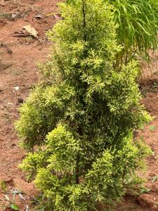 Woodside Haven Luxury FF-Balcony view