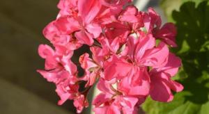 Mystique Highland Resort