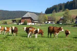 Gasthaus Hirschen Oberes Wirtshaus