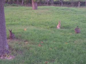 Apartment Appartement mit Balkon by Interhome