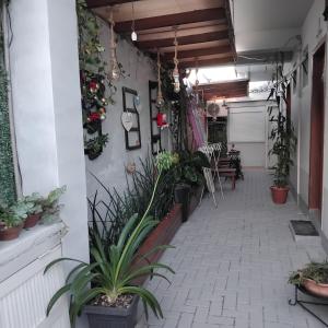 Rosa dos ventos suíte 2