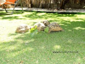 Holiday Home Karmen auf zwei Ebenen mit Garten by Interhome