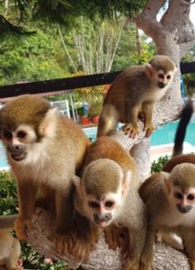 Balneario Chorillano