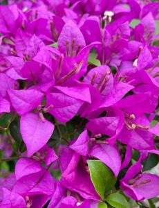 Beautiful 2BD Farmhouse for 4-10 pax