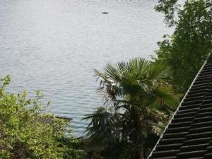 Apartment Traumstrand Vitznau by Interhome