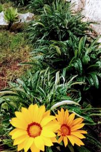 Apartment Vintage Residenc Dramalj - Pool zur Selbstnutzung by Interhome