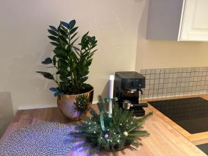 Apartamenty Stokrotka