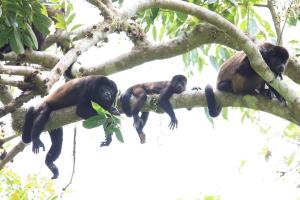 La Buena vida Cabina 1