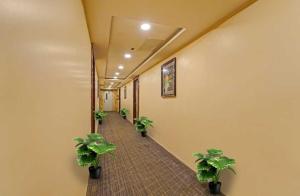 POP 83574B Townhouse Oak Kalyanpur