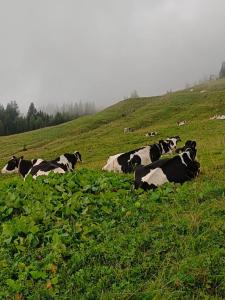 Familie Foidl Bairerbauer