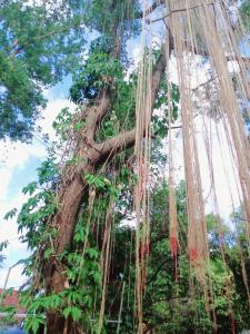 Kalaland camp patong