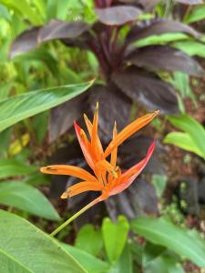 Alii Villas #232 condo