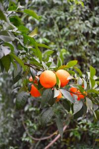 Puerto Banus Marbella Large Duplex 3BE 4BA