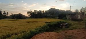 Devi Homestay