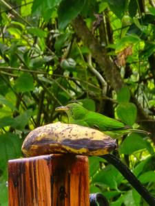 Selvático Costa Rica