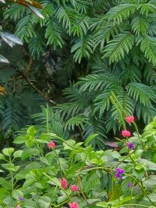 Selvático Costa Rica