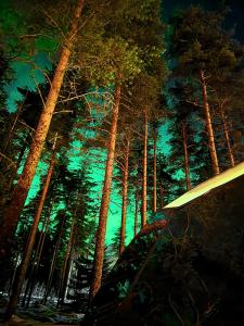 SKOG - Aurora Igloos Resort