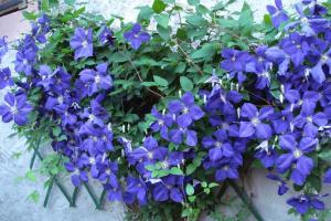 Gîte with views of the Vosges Mountains
