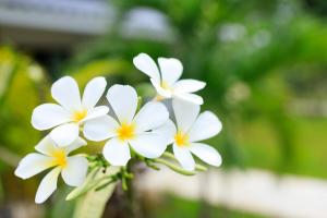 Bang Po Hut Nature Room B