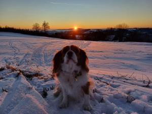 Apartmány Vila Jestřabí v Krkonoších