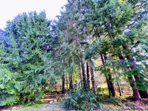 The Sitka Spruce House