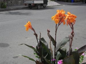 Canne Al Vento img86