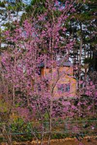 Phố Mây Homestay-Măng Đen