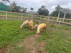 Peaceful Eco Farmhouse Stay on 7 and half Acres of land