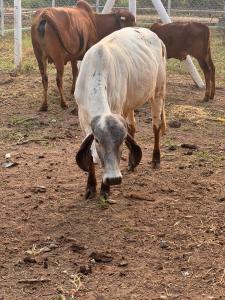 Peaceful Eco Farmhouse Stay on 7 and half Acres of land