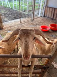 Peaceful Eco Farmhouse Stay on 7 and half Acres of land